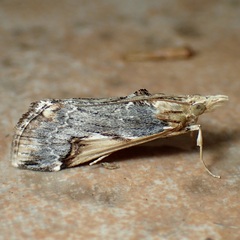 Loxostege albiceralis