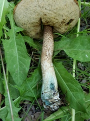 Leccinum