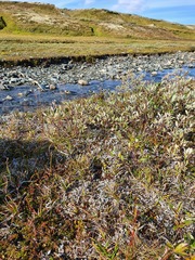 Vahlodea atropurpurea