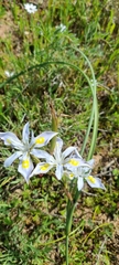 Moraea fugax