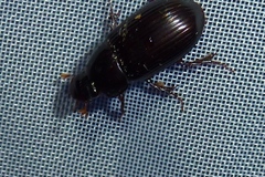 Acrossus rufipes