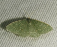 Chlorochlamys phyllinaria