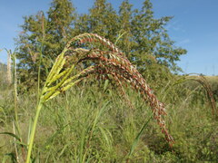 Tripsacum lanceolatum