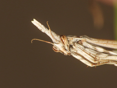 Empusa pennata