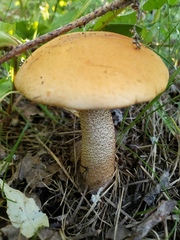Leccinum