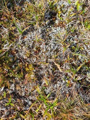 Vahlodea atropurpurea