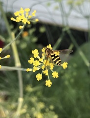 Syrphus opinator