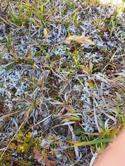 Vahlodea atropurpurea