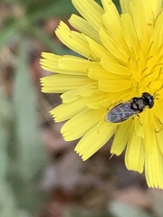 Syrphinae