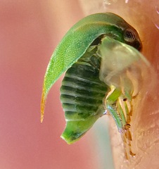 Spissistilus festinus