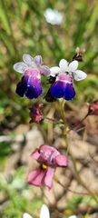 Nemesia barbata