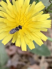Syrphinae