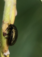 Phratora
