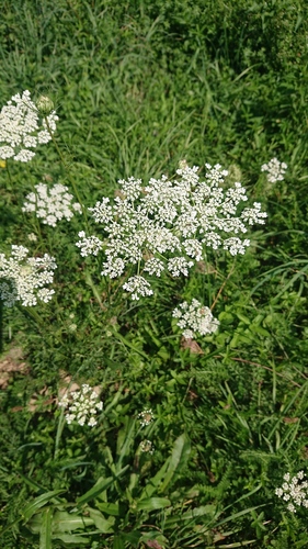 mrkev (Daucus carota)
