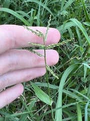 Urochloa reptans