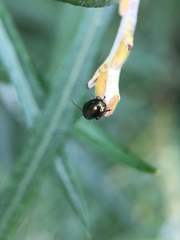 Phratora