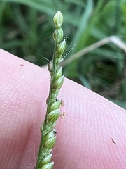 Urochloa reptans