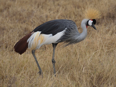 Balearica regulorum