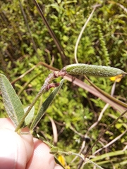 Strophostyles leiosperma