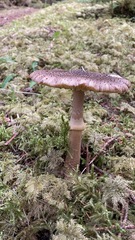 Amanita augusta