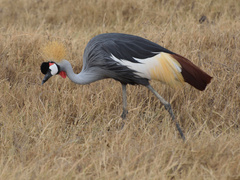 Balearica regulorum
