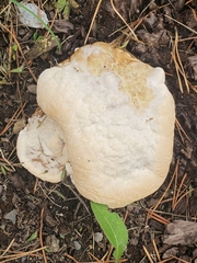 Calvatia craniiformis