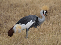 Balearica regulorum
