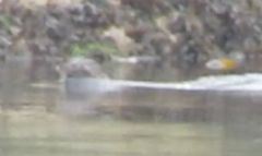 Phoca vitulina vitulina