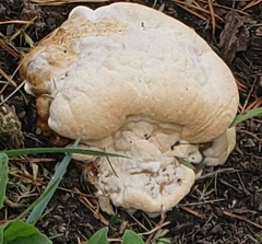 Calvatia craniiformis
