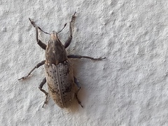 Temnorhinus mendicus