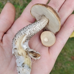 Leccinellum pseudoscabrum