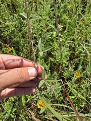 Strophostyles leiosperma
