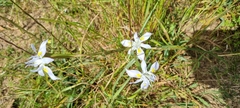 Moraea fugax