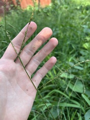 Paspalum langei