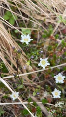 Gentiana douglasiana