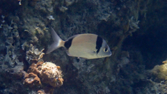 Diplodus vulgaris