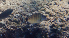 Diplodus puntazzo