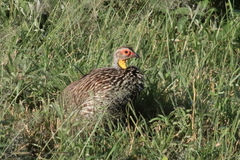 Pternistis leucoscepus