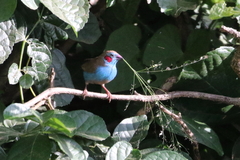 Uraeginthus bengalus
