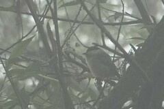 Poecile palustris