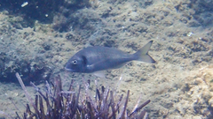 Sparus auratus