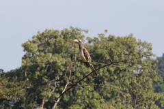 Lophoceros nasutus