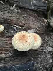 Pholiota squarrosoides