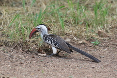 Tockus erythrorhynchus