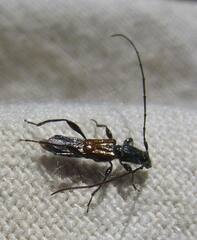 Molorchus bimaculatus