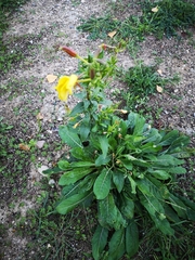 Oenothera glazioviana