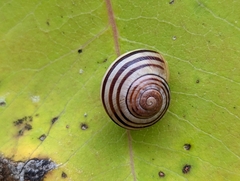 Cepaea nemoralis