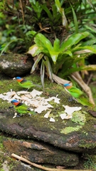 Tangara cyanocephala