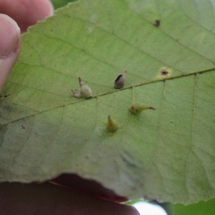 Caryomyia caryaecola