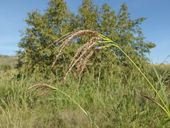 Tripsacum lanceolatum